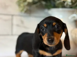 Dachshund dogs Miniature dachshunds boys and girls - Advert 4