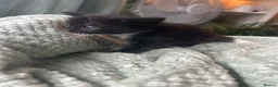 Mixed Breed cats for sale: Beautiful kittens for sale. - Advert 10
