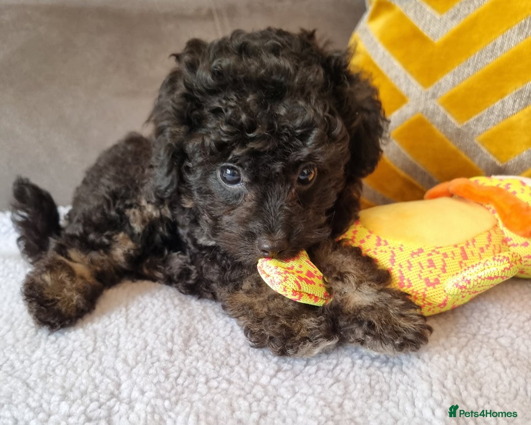 Cockapoo dogs for sale: Fully Vaccinated, Adorable small Cockapoo puppies - Image 23