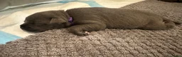 Staffordshire Bull Terrier dogs for sale:  KC Registered Blue Staffy Puppies - Advert 12