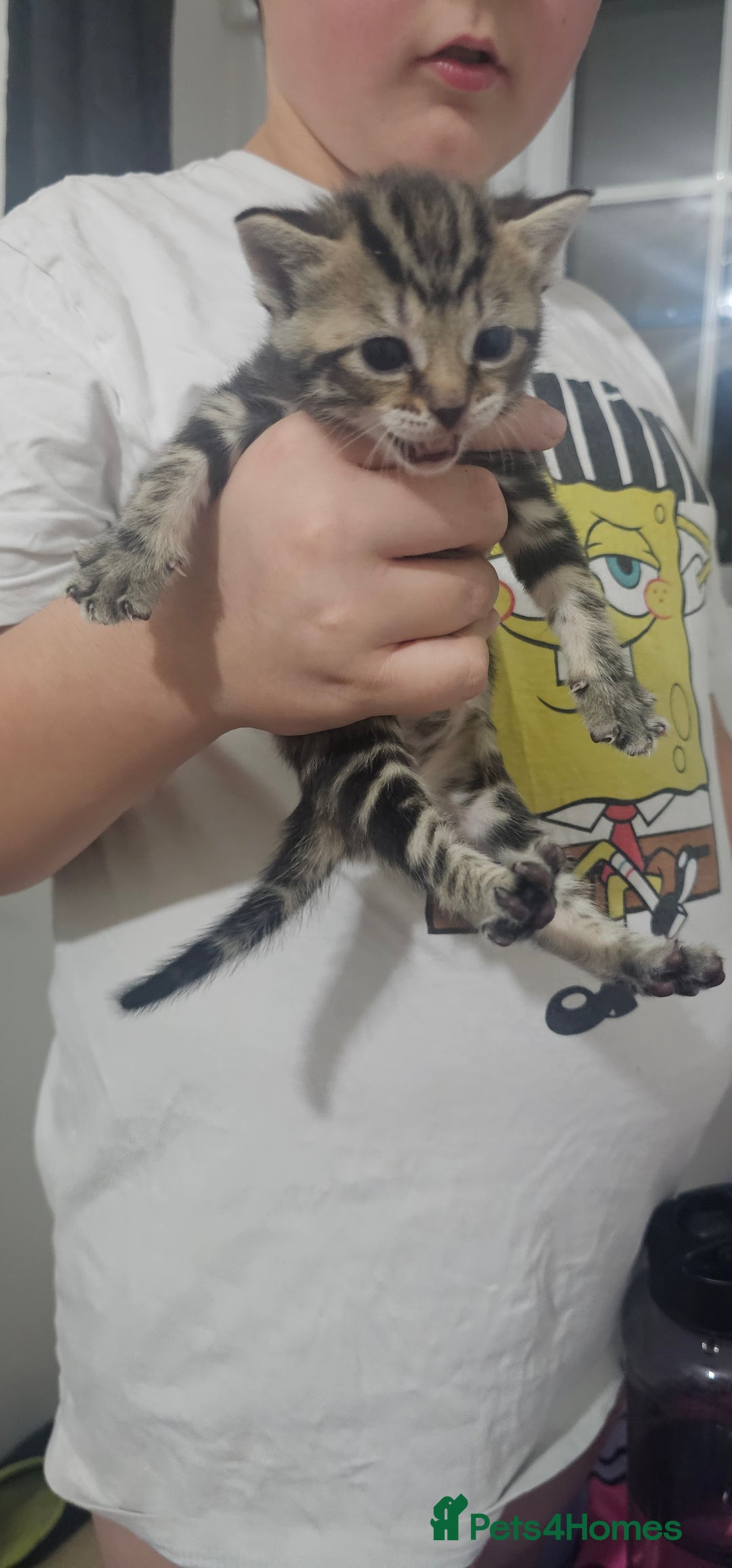 American Shorthair cats for sale: Sweet cats  - Advert 10