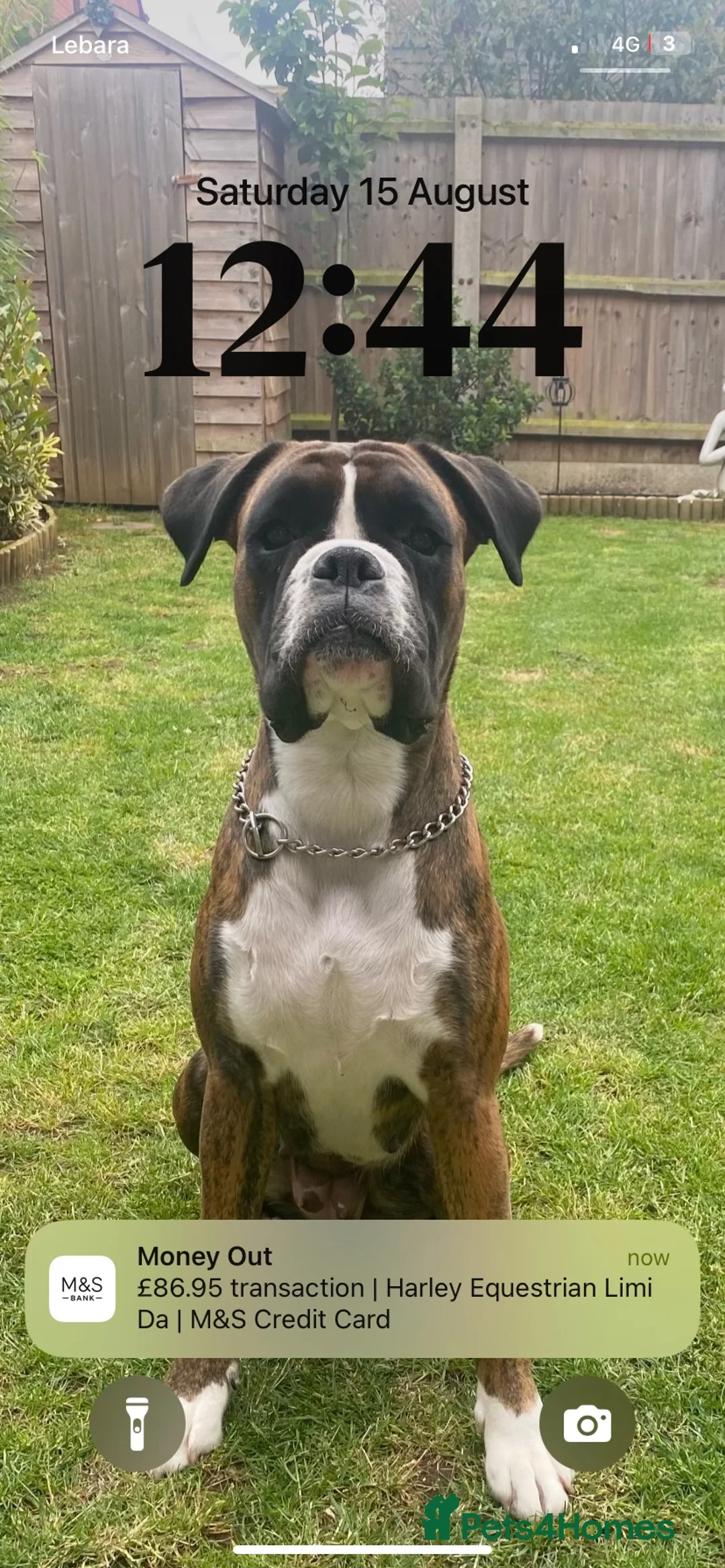 Boxer dogs for sale: Narla 3 year old Boxer - Advert 2