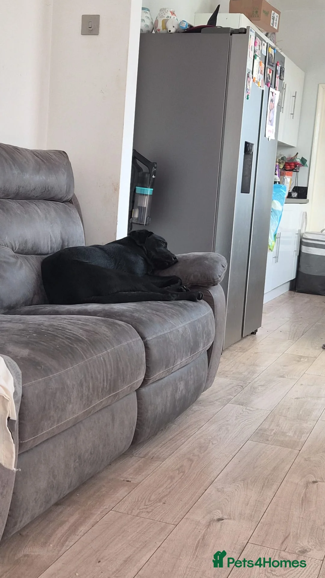 Labrador Retriever dogs for sale: For sale - Advert 2