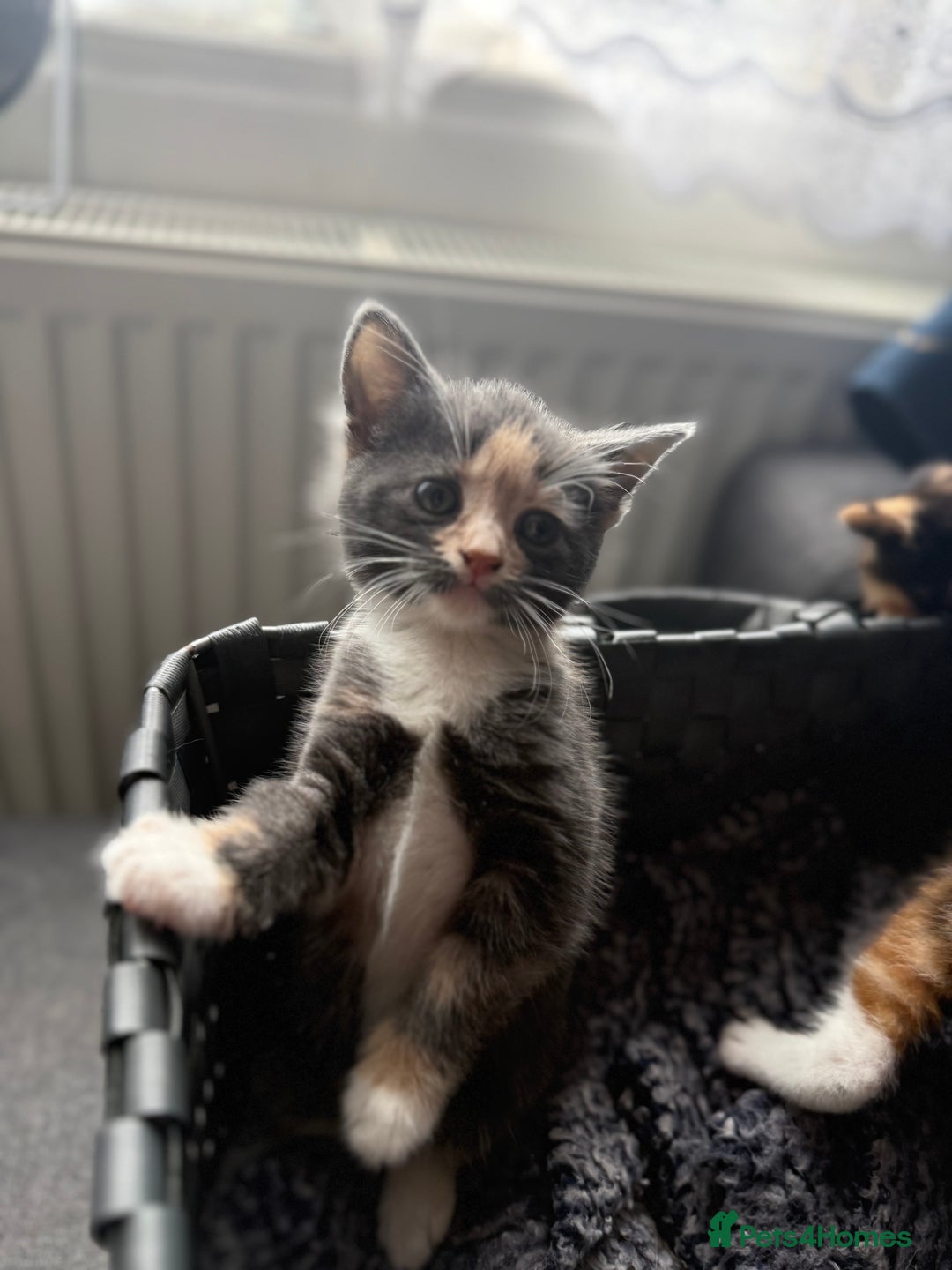 Mixed Breed cats for sale: Kittens  - Image 14