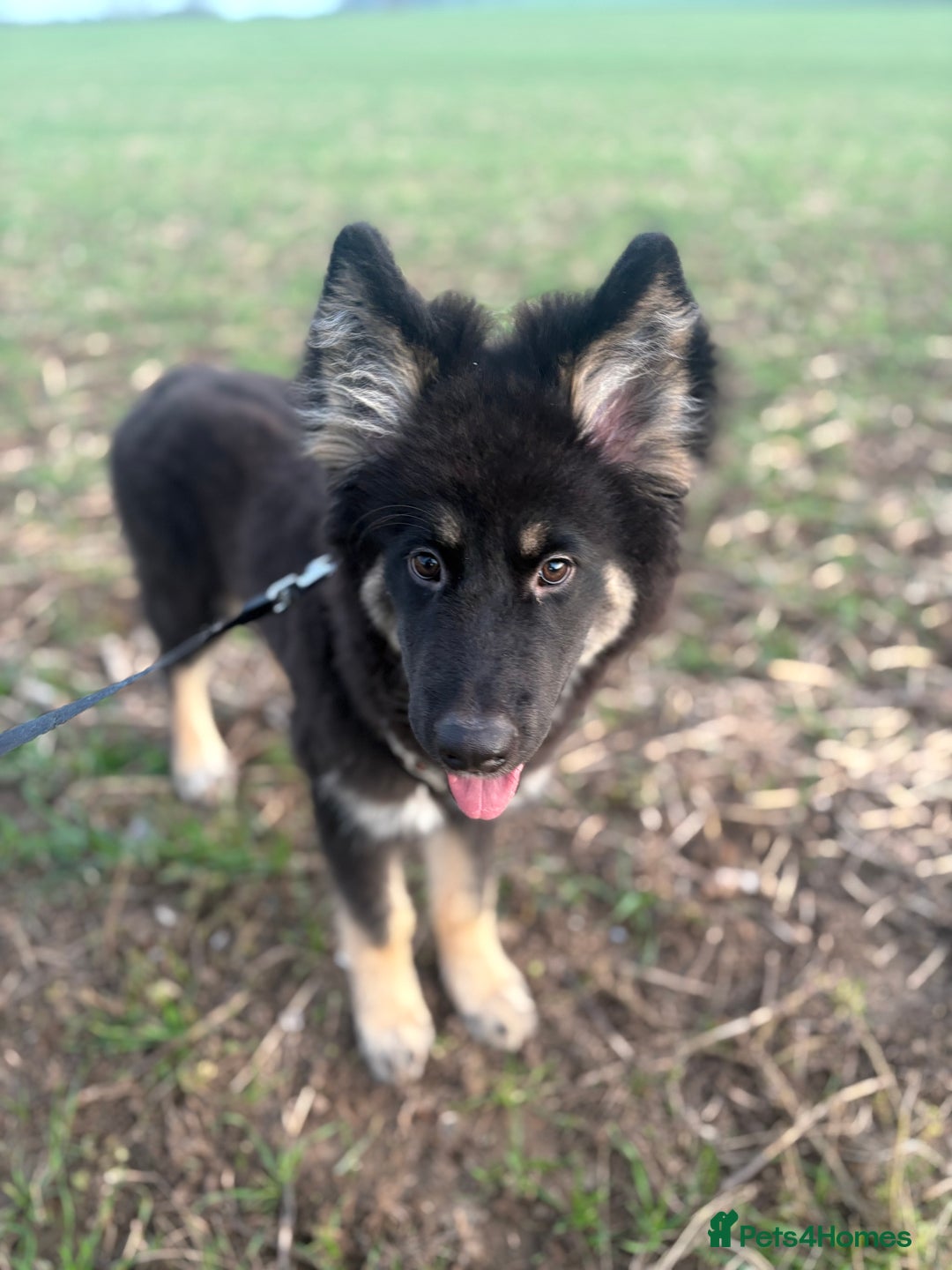 German Shepherd dogs for sale: 5 month German Shepard puppy - Advert 3