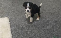 Mixed Breed dogs for sale: Two Jack Russell mixed breed puppies  - Image 9