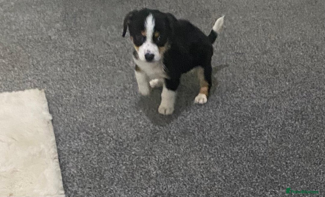 Mixed Breed dogs for sale: Two Jack Russell mixed breed puppies  - Image 9