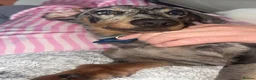Dachshund dogs for sale: Beautiful reggie - Advert 6