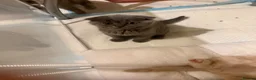 British Shorthair cats for sale: Beautiful British Shorthair & Scottish Fold Kitten in Ripon - Advert 5