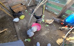 Chickens poultry for sale: Chickens  - Image 5