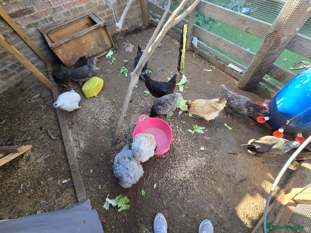 Chickens poultry for sale: Chickens  - Image 5