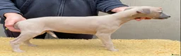 Whippet dogs for sale: Beautiful Whippet Puppies  - Advert 9