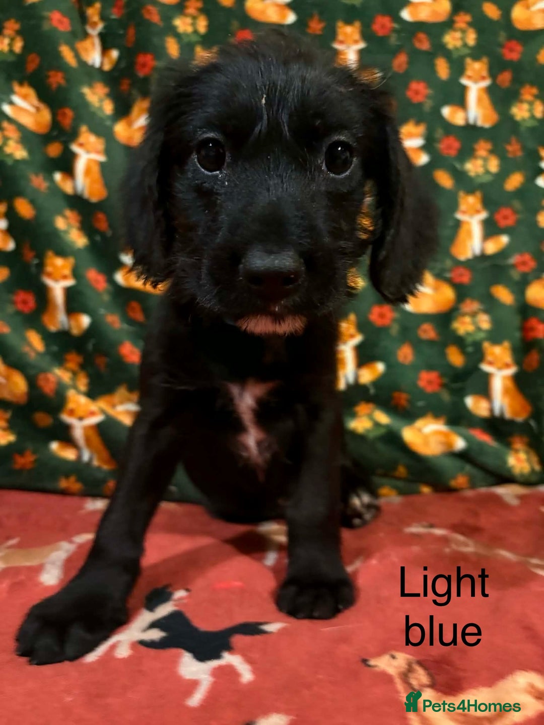 Mixed Breed dogs for sale: Show Cocker Spaniel x Dachshund puppies ready now - Advert 7