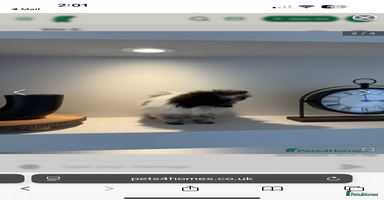 Pomeranian dogs - Advert 7