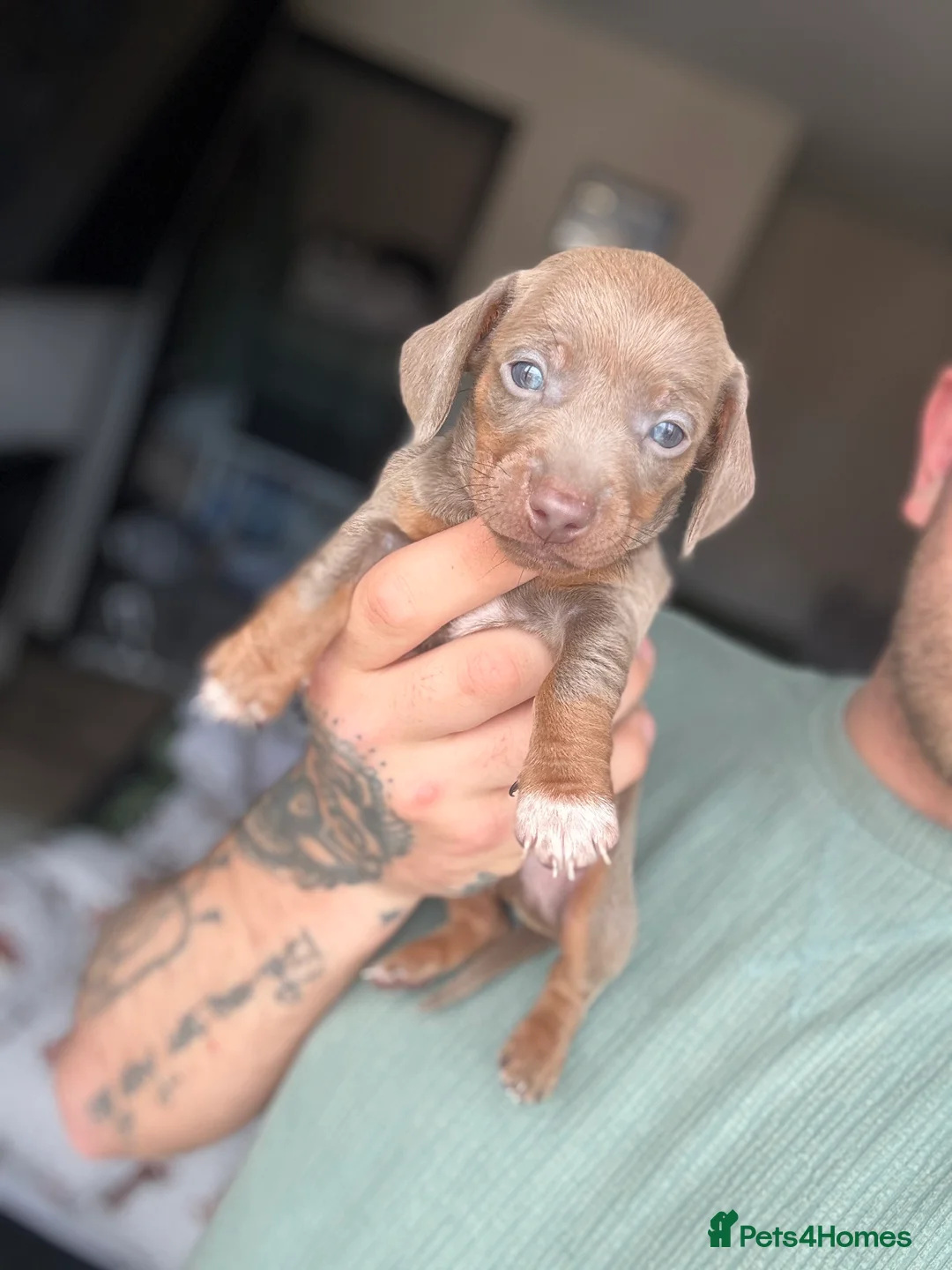 Miniature Dachshund dogs for sale: ✨Miniature dachshund puppies ✨  - Advert 7