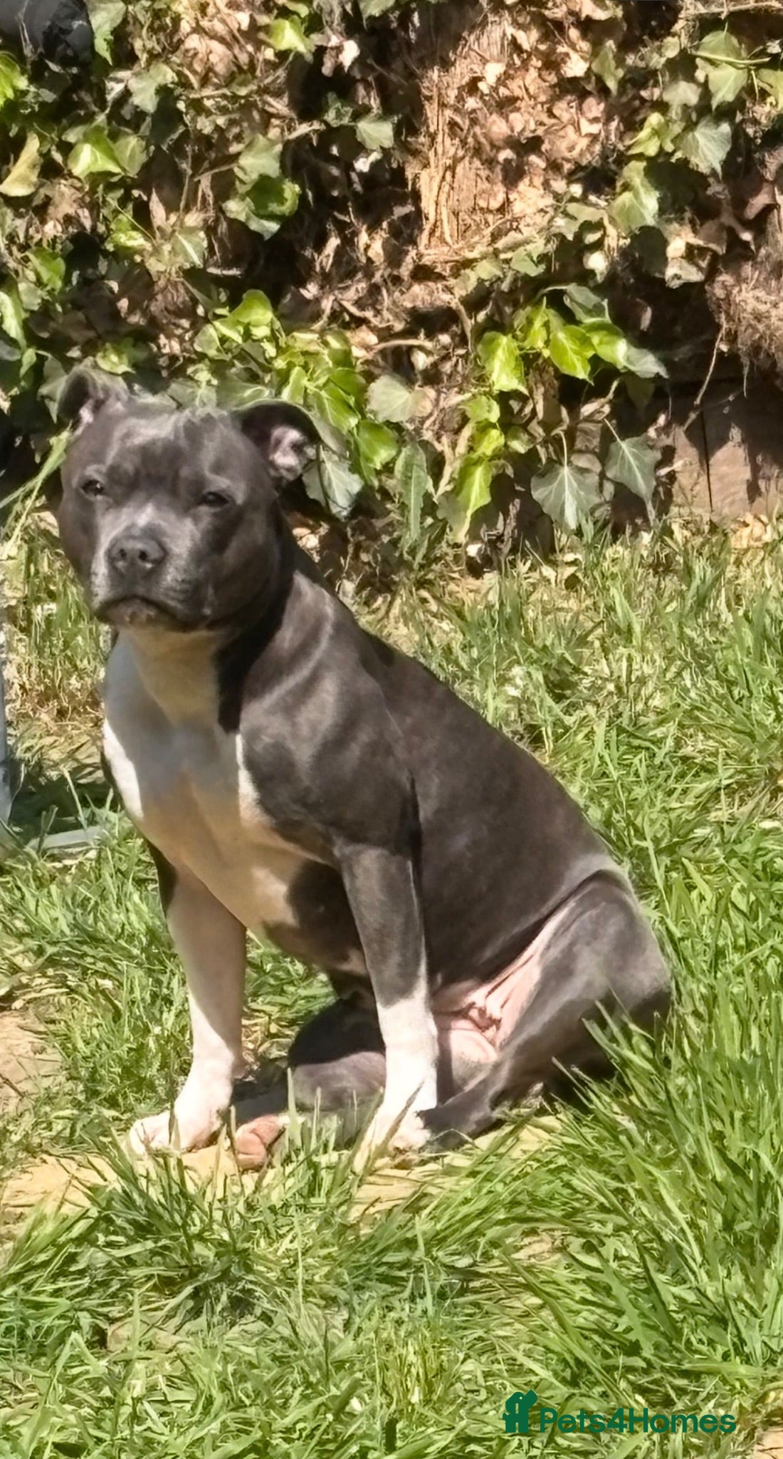Staffordshire Bull Terrier dogs  kc registered puppies amazing bloodline - Advert 1