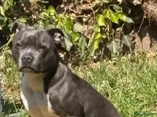 Staffordshire Bull Terrier dogs kc registered puppies amazing bloodline - Advert 2