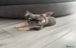 French Bulldog dogs for sale:  French bull dog female puppy! - Image 7