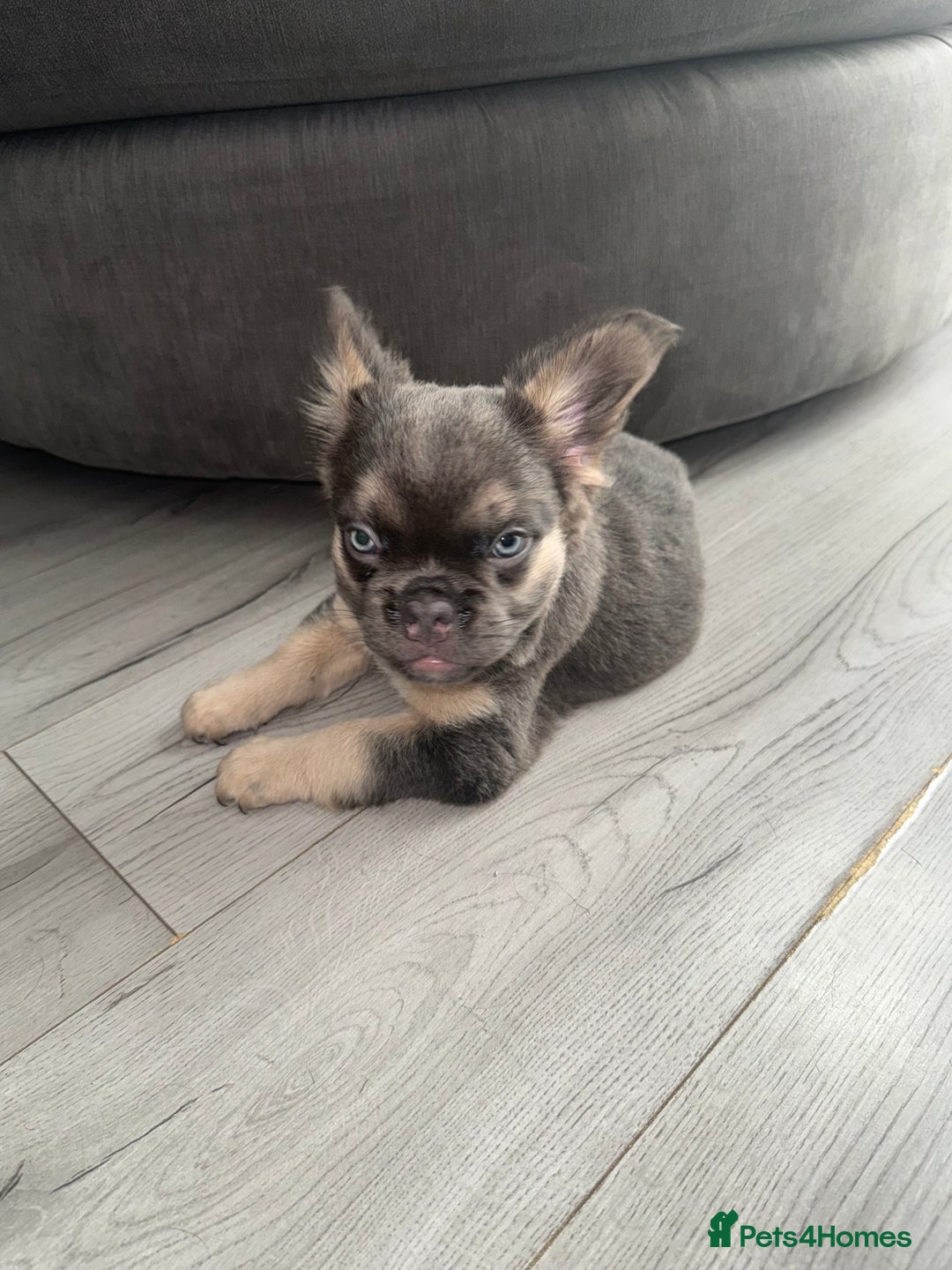 French Bulldog dogs for sale:  French bull dog female puppy! - Image 7