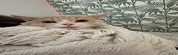 Mixed Breed cats for sale: British sorthair and Maine coon mixed bread  - Advert 7