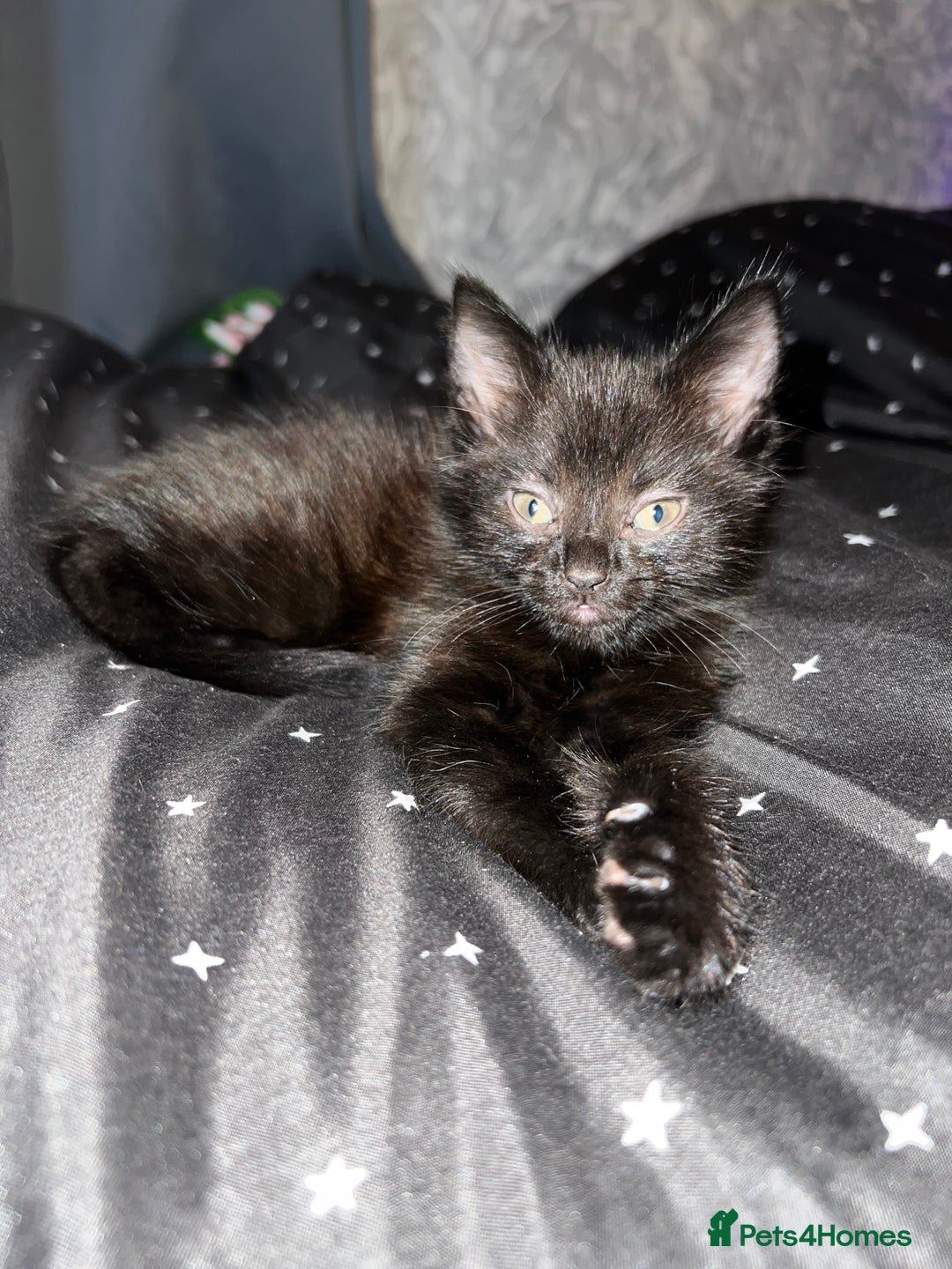 Mixed Breed cats for sale: Mainecoon x boy looking for home - Image 4