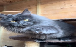 Maine Coon cats for sale: XL maine coon kittens Russia bloodlines Ready Now in Spalding - Image 6