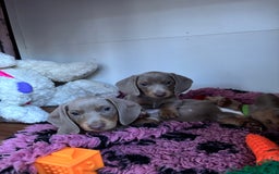 Miniature Dachshund dogs for sale: Isabella & tan miniature smoothcoat daschunds - Image 4