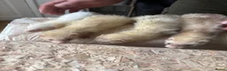 Ferret rodents for sale: Ferrets for sale - Advert 4