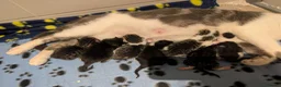 British Shorthair cats for sale: Litter of Seven 💙🤍 - Advert 15