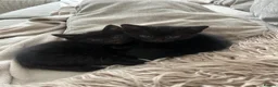 Domestic Shorthair cats for sale: 2 black kittens 1 male 1 female ready now! in Exeter - Advert 1