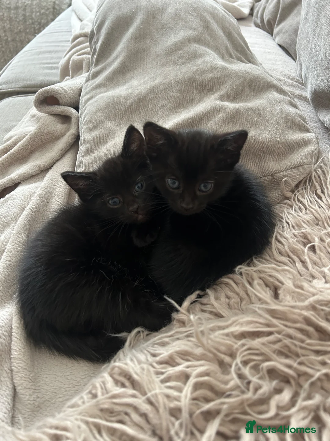 Domestic Shorthair cats for sale: 2 black kittens 1 male 1 female ready now! in Exeter - Advert 1