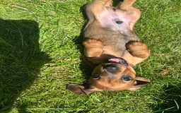 Miniature Dachshund dogs for sale: Miniature Dachshund Pups  in Banbury - Image 34