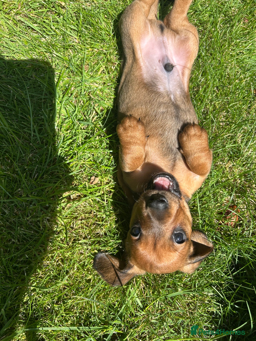 Miniature Dachshund dogs for sale: Miniature Dachshund Pups  in Banbury - Image 34