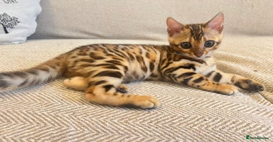 Bengal cats - Advert 7