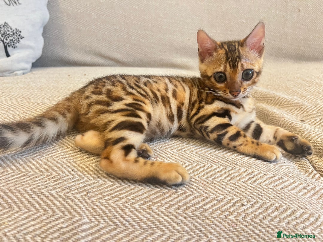 Bengal cats for sale: Stunning Bengal GIRL Kitten, TICA– ready 12/08/25 - Image 3