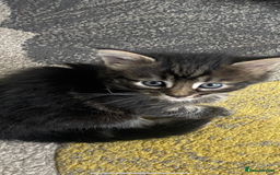 Mixed Breed cats for sale: Long haired tabby kittens  - Image 5