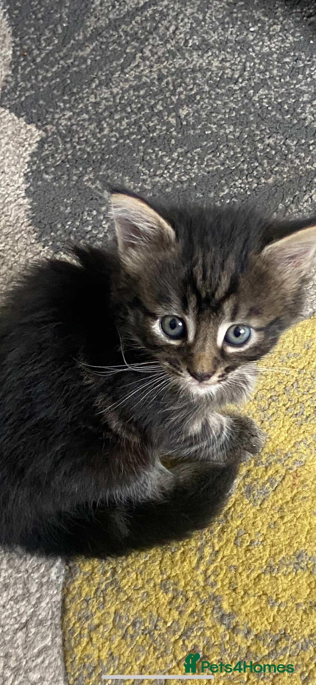 Mixed Breed cats for sale: Long haired tabby kittens  - Image 5