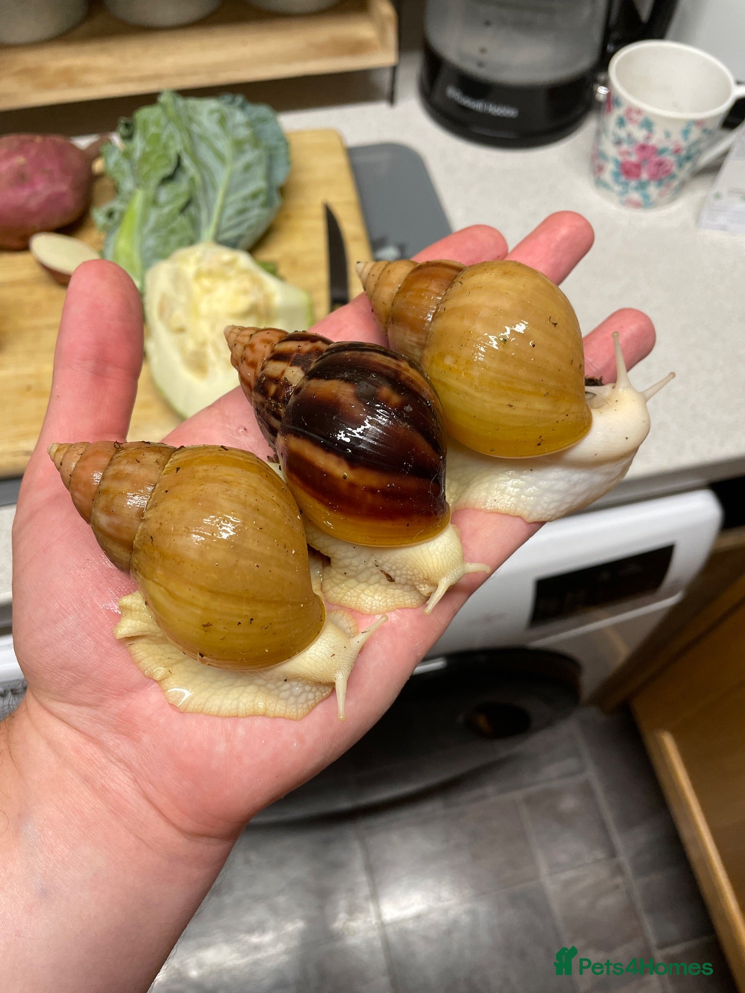 Snails invertebrates Albino Giant African Snails for sale! - Advert 1