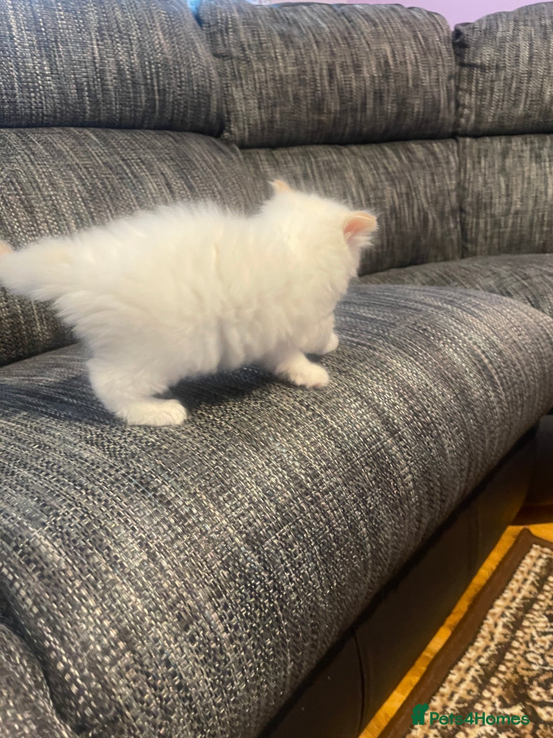 Ragdoll cats for sale:  Beautiful Ragdoll Kittens * 3 BoYs *  - Image 29
