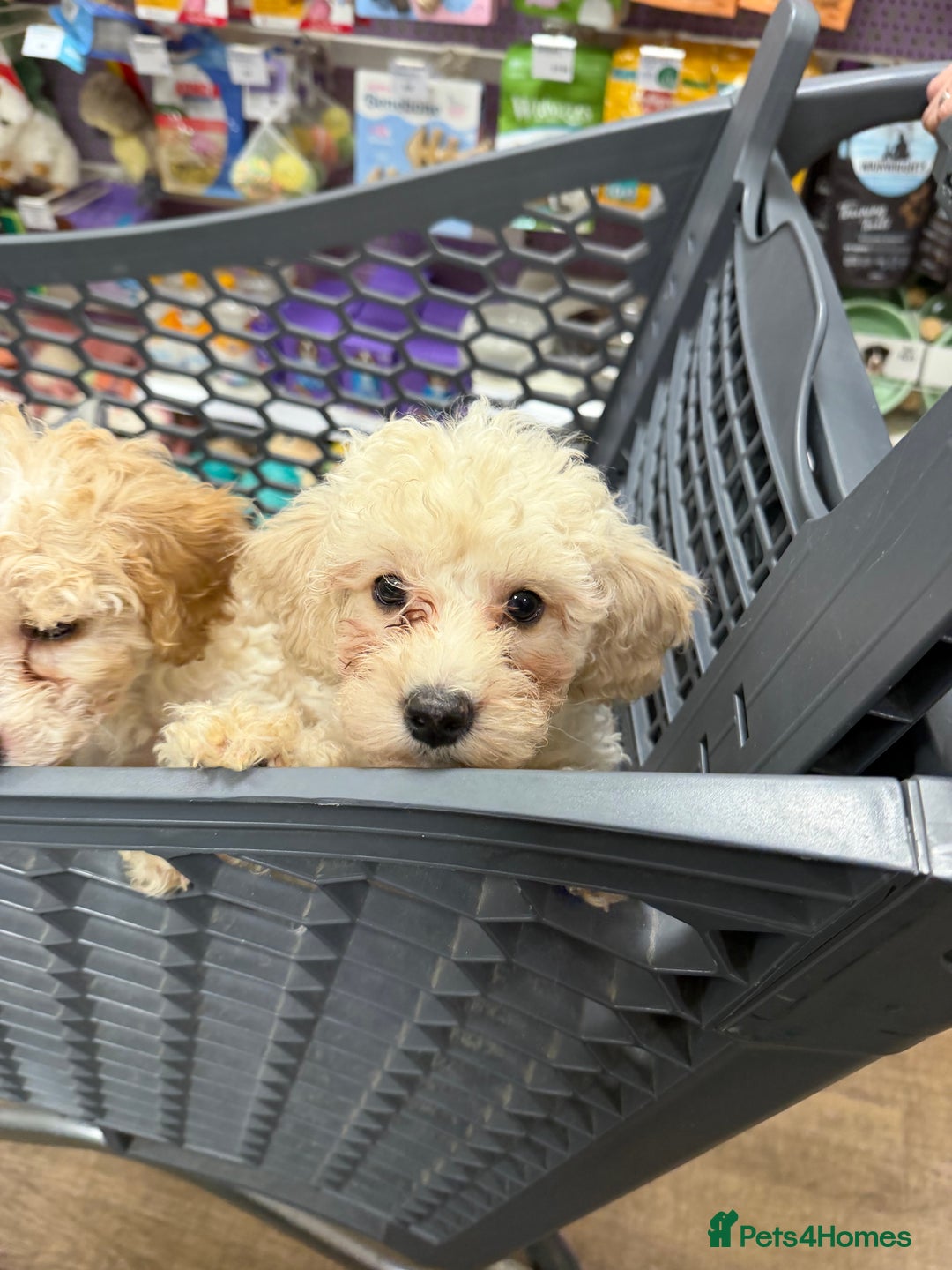 Miniature Poodle dogs for sale: Beautiful gentle boy  - Advert 3