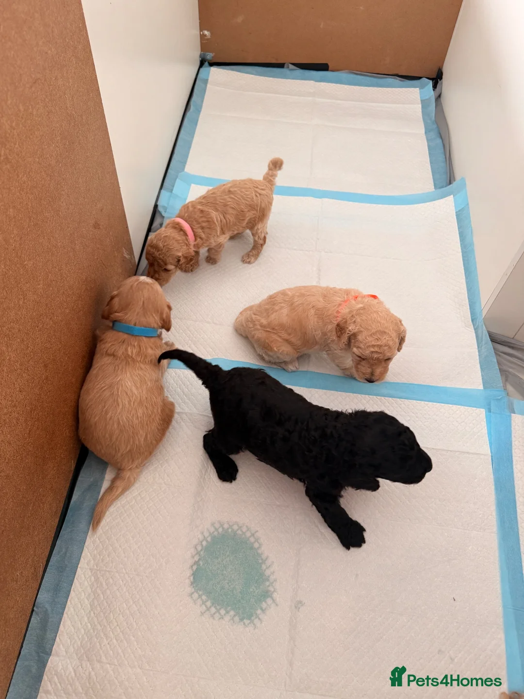 Cockapoo dogs for sale: Cockapoo puppies F2b  in Newcastle upon Tyne - Advert 2