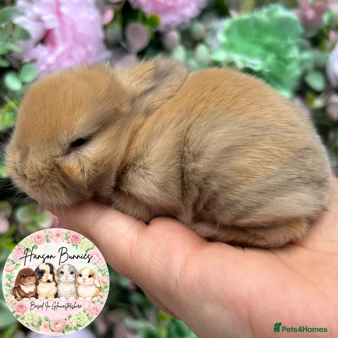 Mini Lop rabbits for sale: Beautiful Mini Lops For Sale - Advert 14