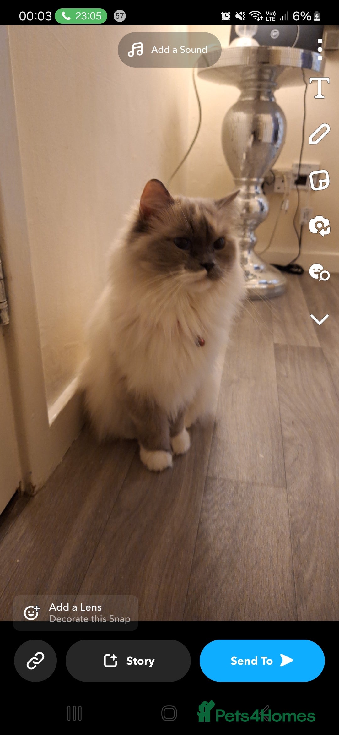 Ragdoll cats for adoption: Polly  - Advert 3
