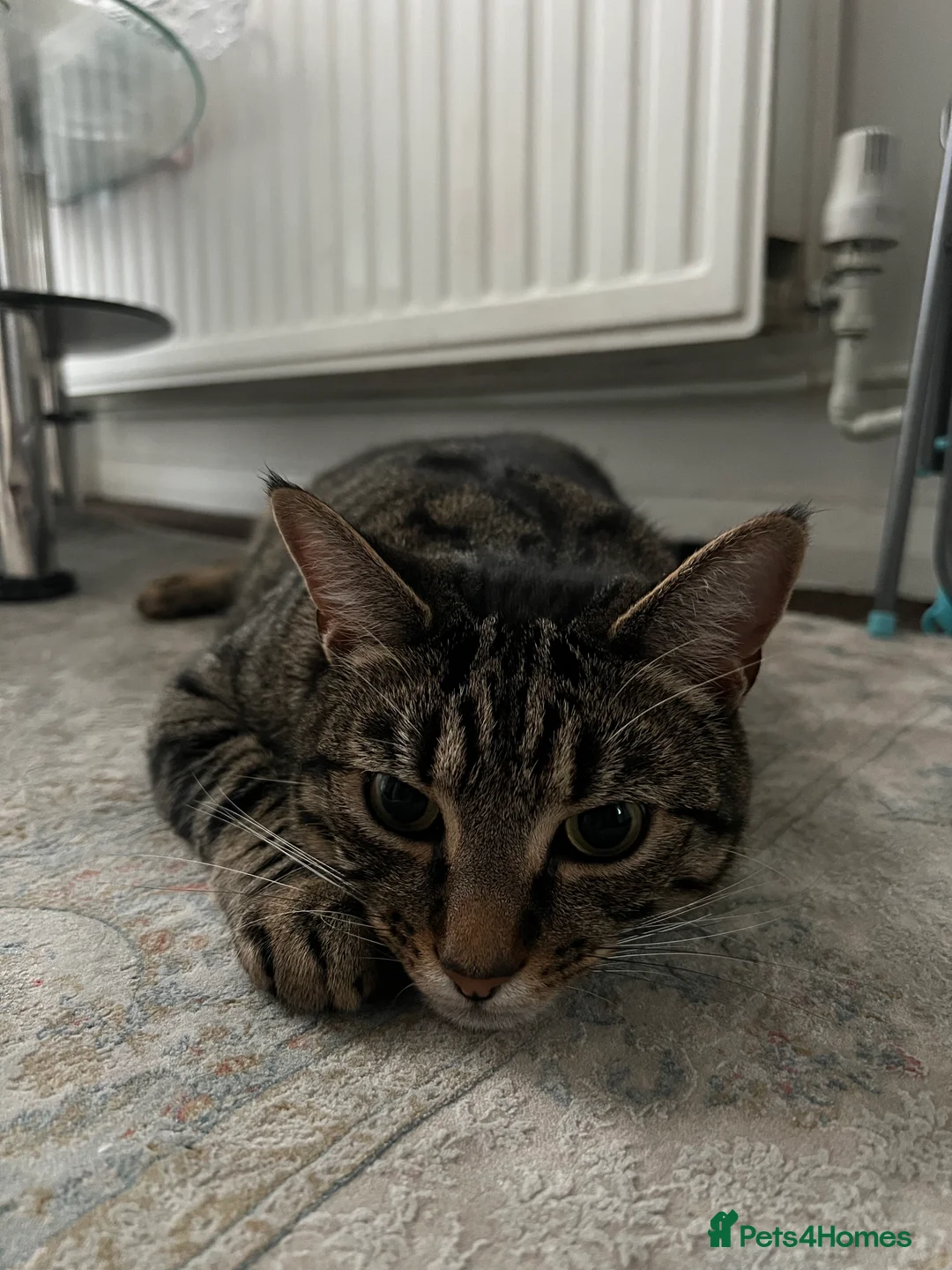 Toyger cats for sale: 3 year old domestic cat - Advert 2