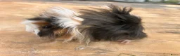 Guinea Pig rodents for sale: Beautiful long haired guinea pigs to reserve  - Advert 11
