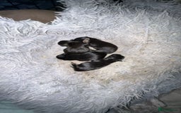 Mixed Breed dogs for sale: Froodle pups  - Image 2