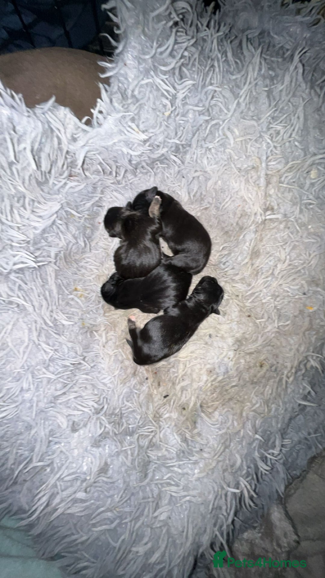 Mixed Breed dogs for sale: Froodle pups  - Image 2