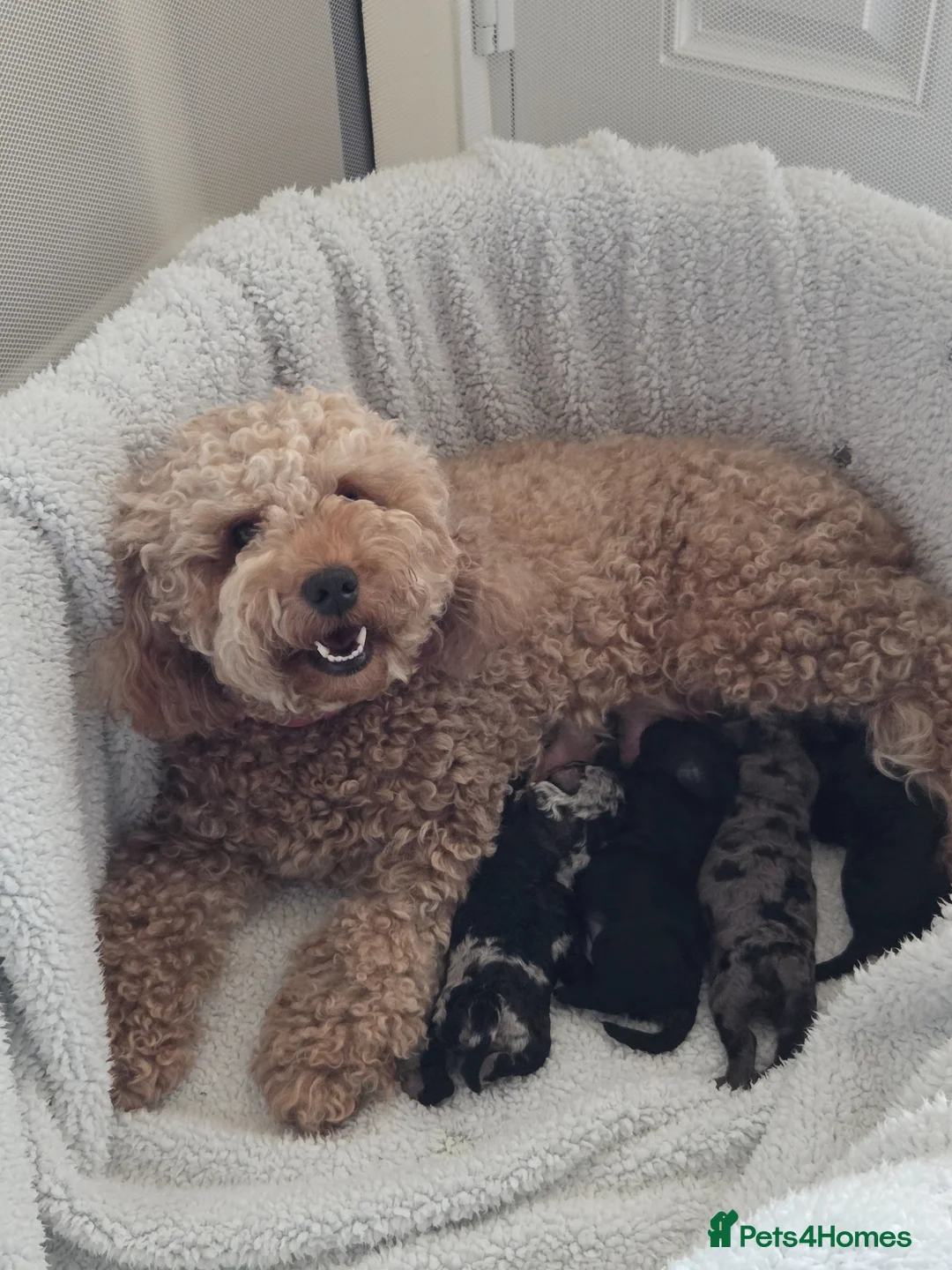 Cockapoo dogs for sale: F1b Cockapoo puppies - Advert 8