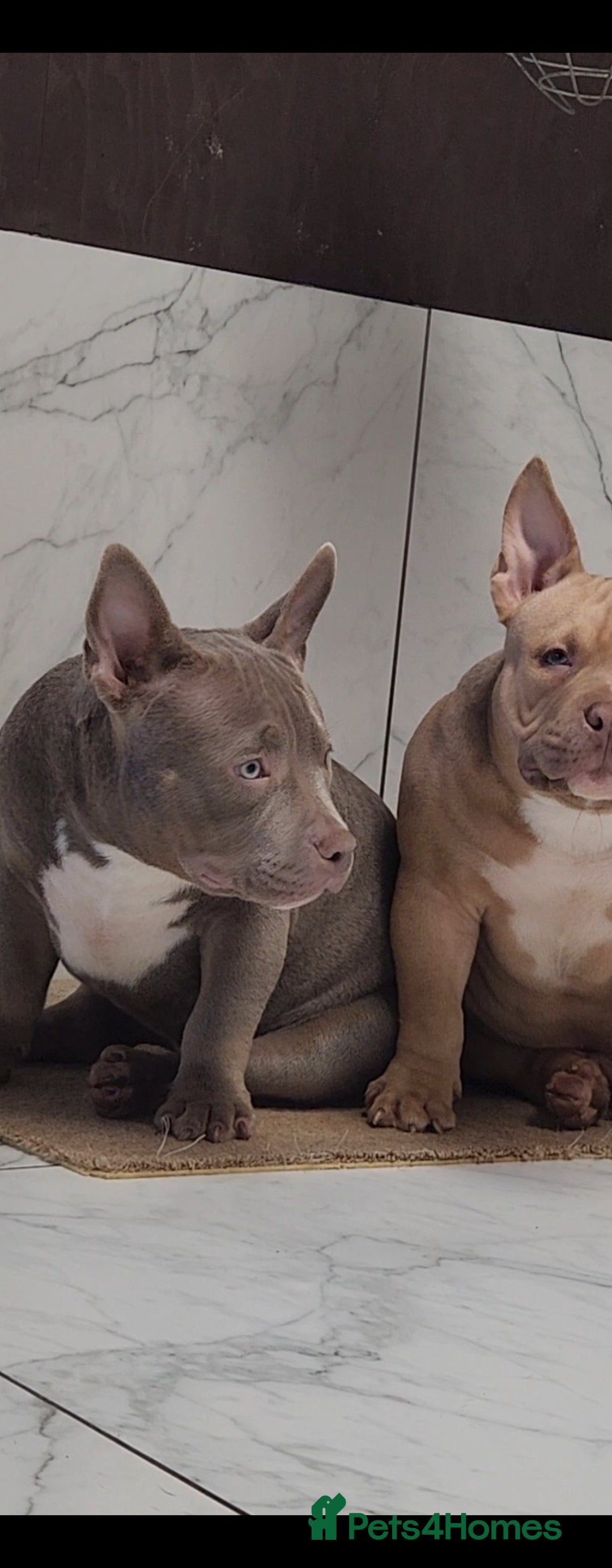 American Bully dogs for sale: American Bully female/ male with extreme future  - Image 12