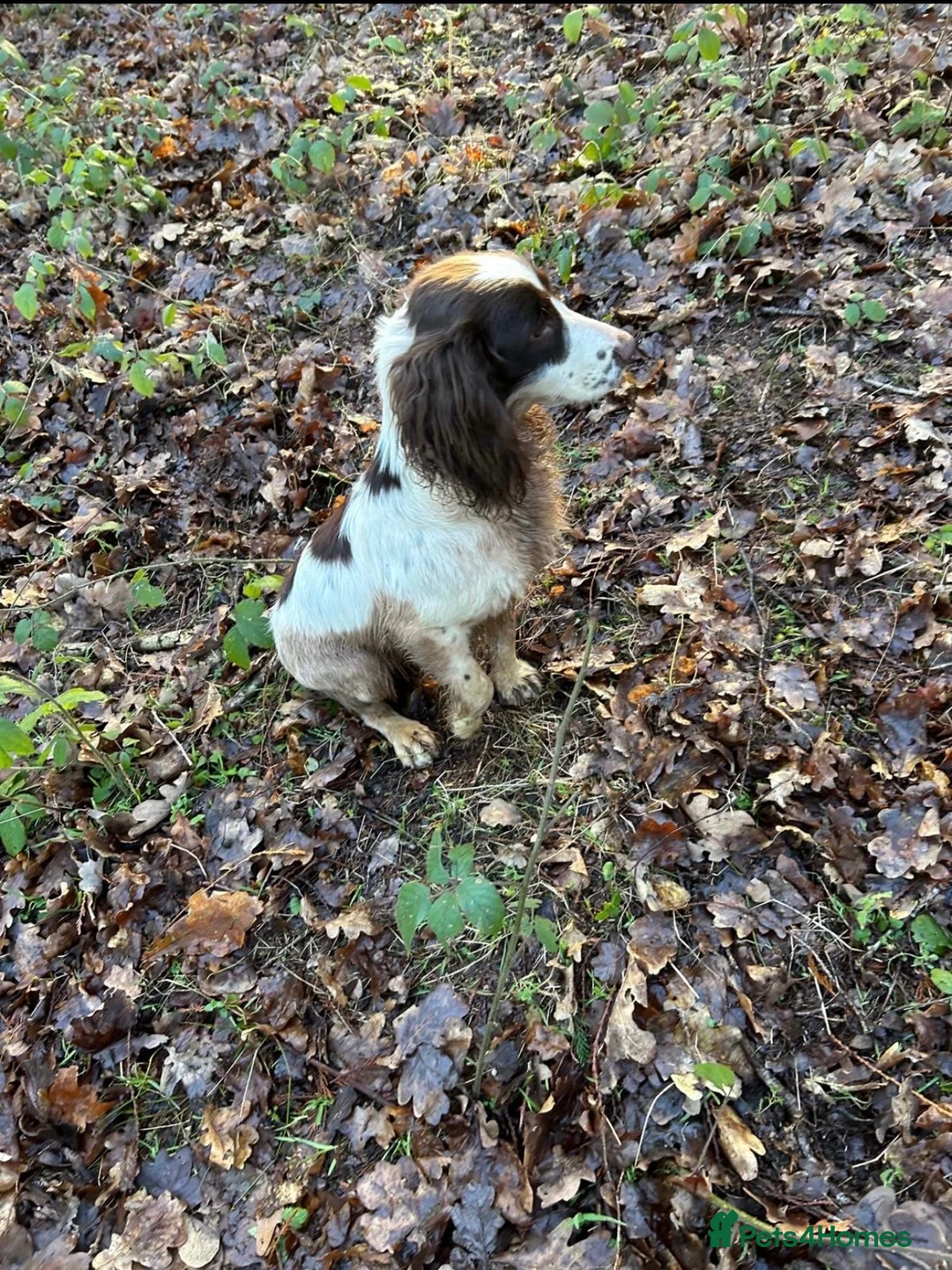 Sprocker dogs for sale: Working sprocker spaniel puppies  in Newport - Advert 10